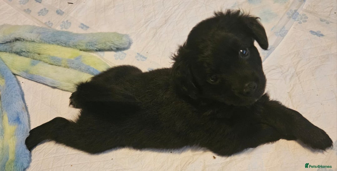 Mixed Breed dogs for sale: Pomapoo puppies  - Image 6