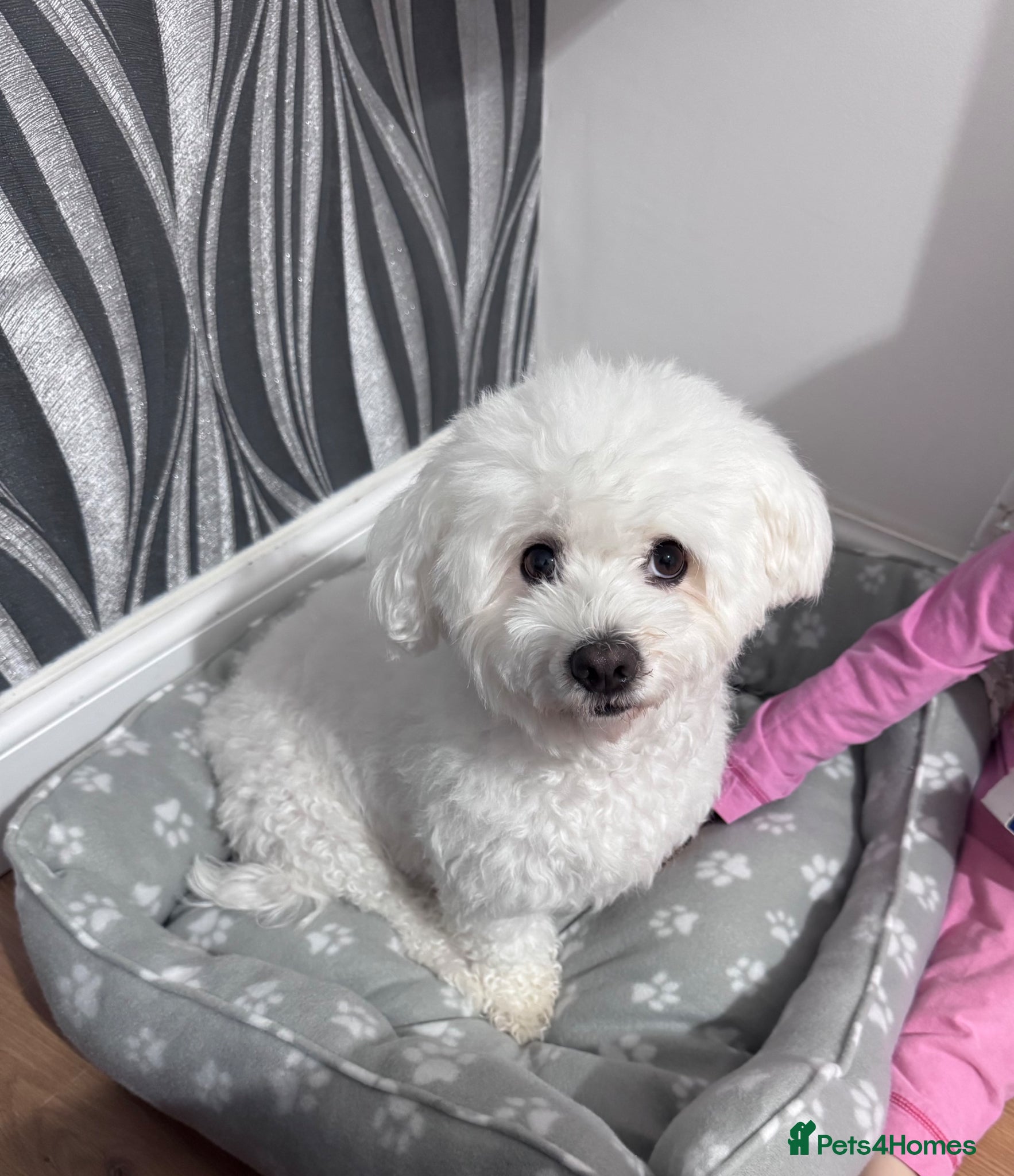 Bichon Frise dogs for sale: Two adorable boys are looking for a forever home🤎 in Bracknell - Advert 9