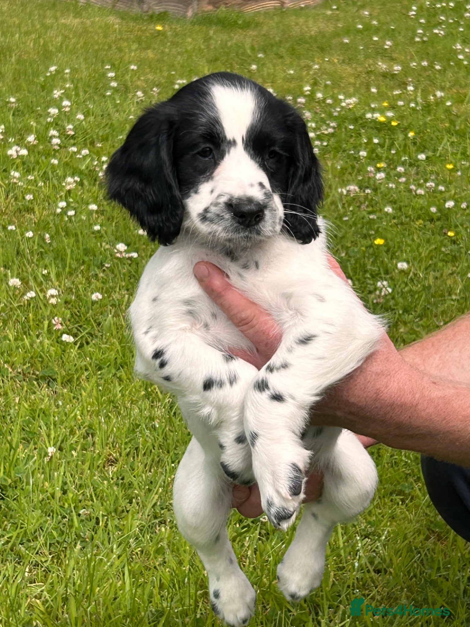 English Springer Spaniel dogs Beautiful English springer spaniel puppies  - Advert 3