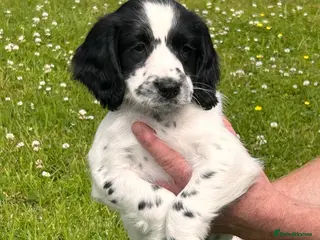 English Springer Spaniel dogs Beautiful English springer spaniel puppies - Advert 3