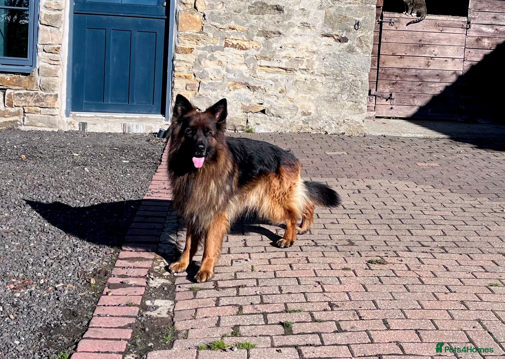 German Shepherd dogs Beautiful KC reg German Shepherd puppies for sale  - Advert 1