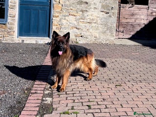 German Shepherd dogs Beautiful KC reg German Shepherd puppies for sale - Advert 1