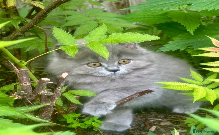 British Shorthair cats - Advert 6