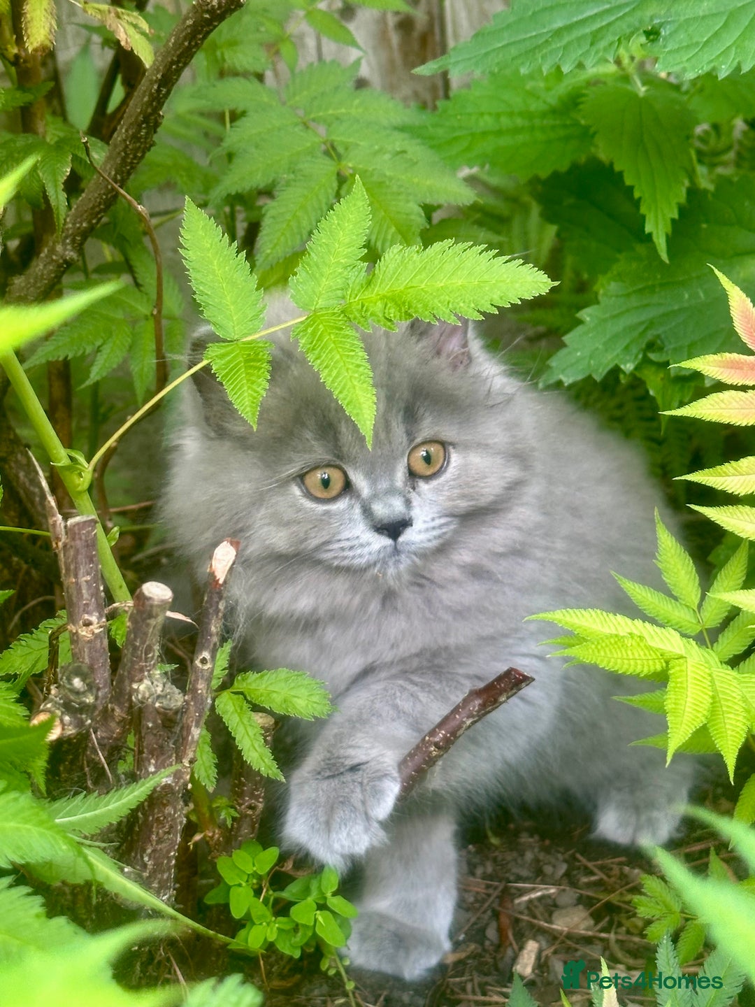 British Shorthair cats for sale: REDUCED - Image 25