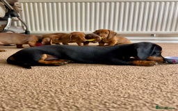 Miniature Dachshund dogs for sale: Miniature Dachshund Pups  in Banbury - Image 33