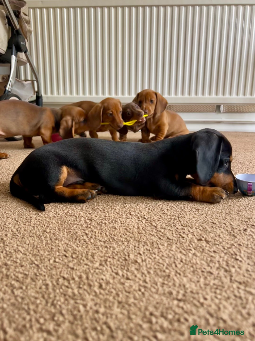 Miniature Dachshund dogs for sale: Miniature Dachshund Pups  in Banbury - Image 33