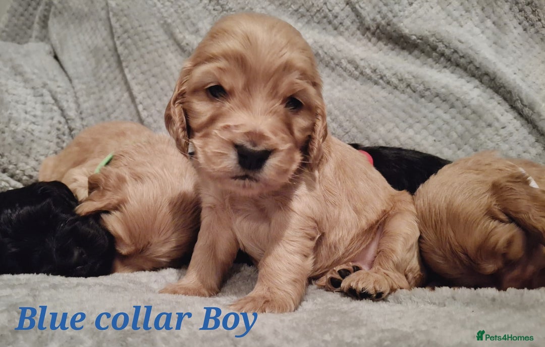 Cocker Spaniel dogs for sale: Stunning KC registered show cocker puppies - Advert 14