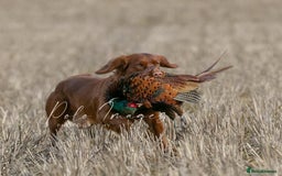 Cocker Spaniel dogs for sale: Health Tested Clear Cocker Spaniel Puppies  - Image 38