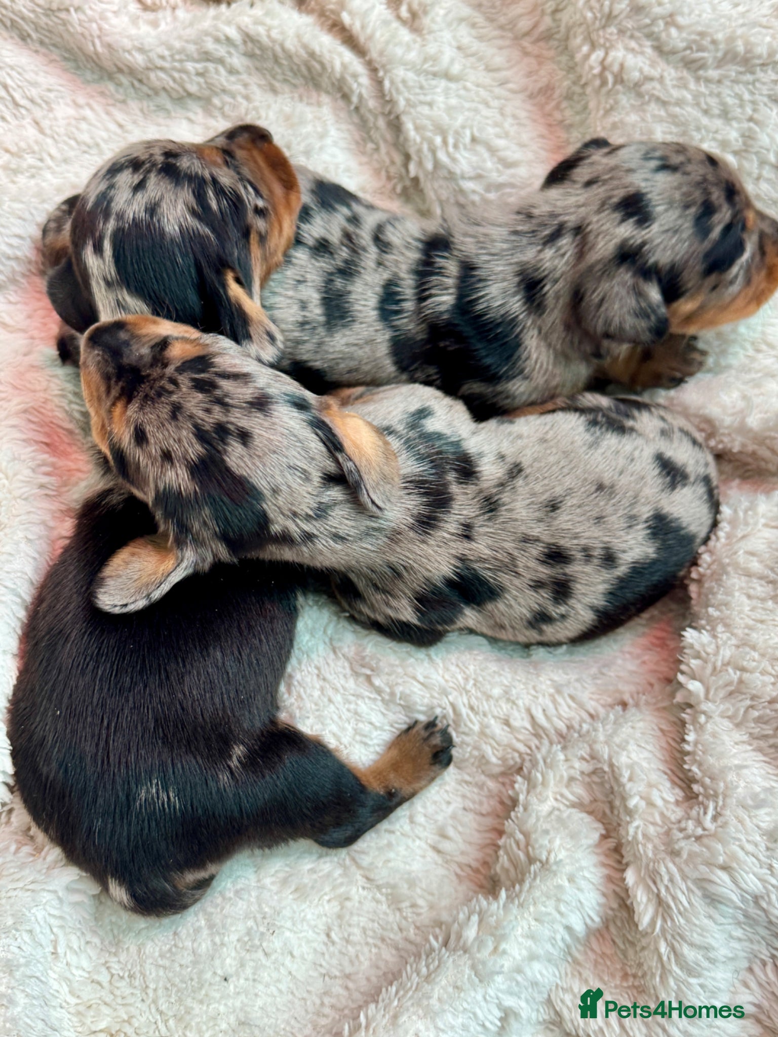 Miniature Dachshund dogs Mini dachshund pupies KC reg DNA tested parents - Advert 2