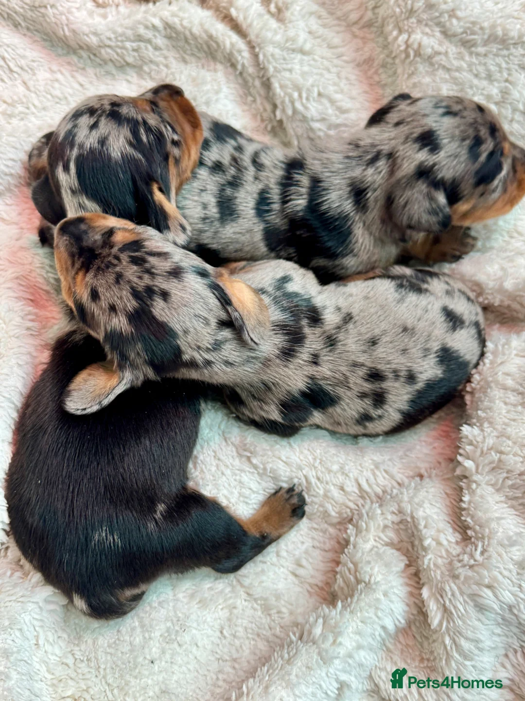 Miniature Dachshund dogs for sale: Mini dachshund pupies KC reg DNA tested parents - Advert 2