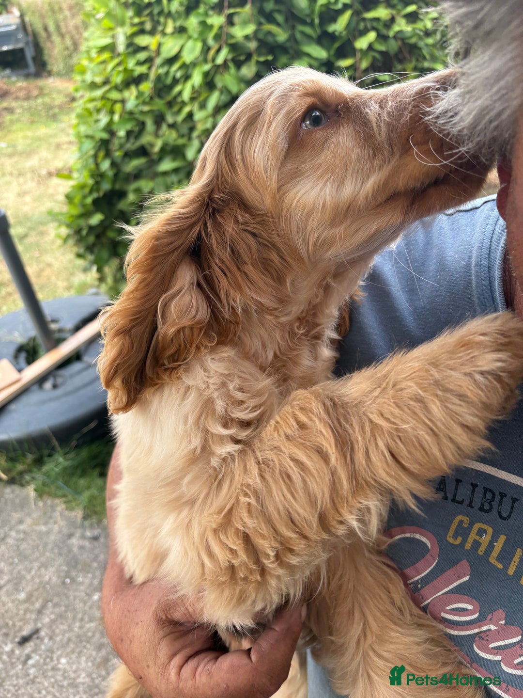 Cocker Spaniel dogs for sale: Show cocker spaniels in Doncaster - Image 37