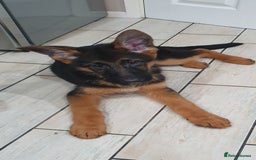 German Shepherd dogs for sale: Beautiful German Shepherd pups Blk / Tan Ready Now - Image 22