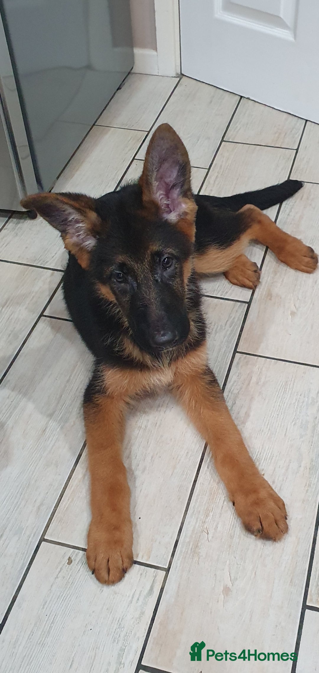 German Shepherd dogs for sale: Beautiful German Shepherd pups Blk / Tan Ready Now - Image 22