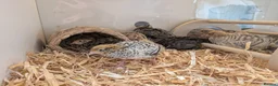 Quail poultry for sale: Coturnix Quail Chicks - Off Heat  - Advert 4
