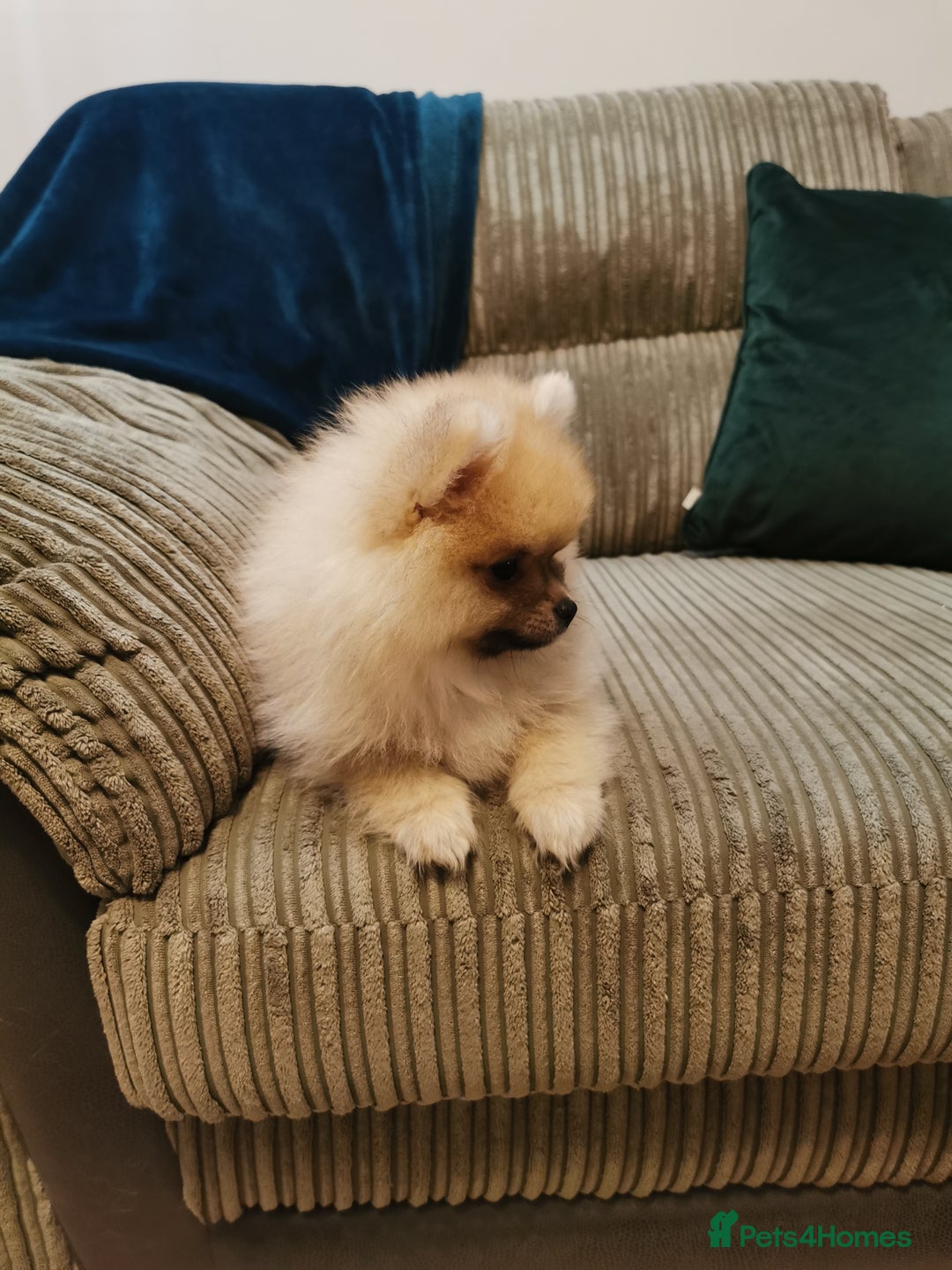 Pomeranian dogs for sale: Pomeranian male KC puppy  - Advert 3