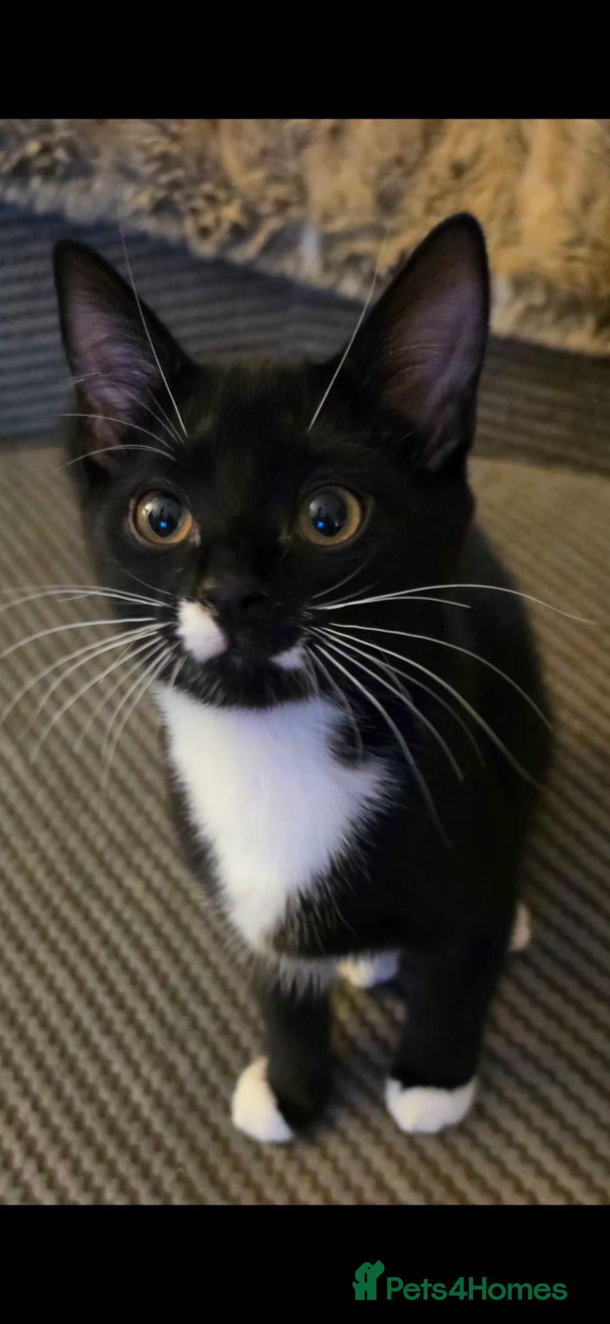 Mixed Breed cats Beautiful kittens  - Advert 17