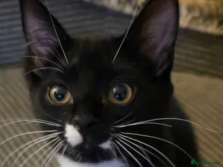 Mixed Breed cats Beautiful kittens - Advert 1