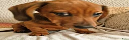 Miniature Dachshund dogs for sale: Beautiful miniature dachshund puppies - Advert 4