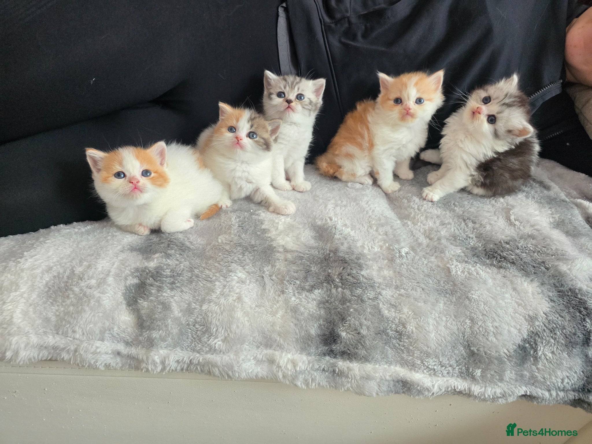 Scottish Fold cats Lovely Scottish fold/straight Kittens for sale  - Advert 1