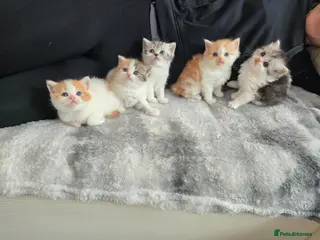 Scottish Fold cats Lovely Scottish fold/straight Kittens for sale - Advert 1