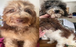 Cockapoo dogs for sale: Gorgeous F2b show type Cockapoo babies blue merles - Image 1