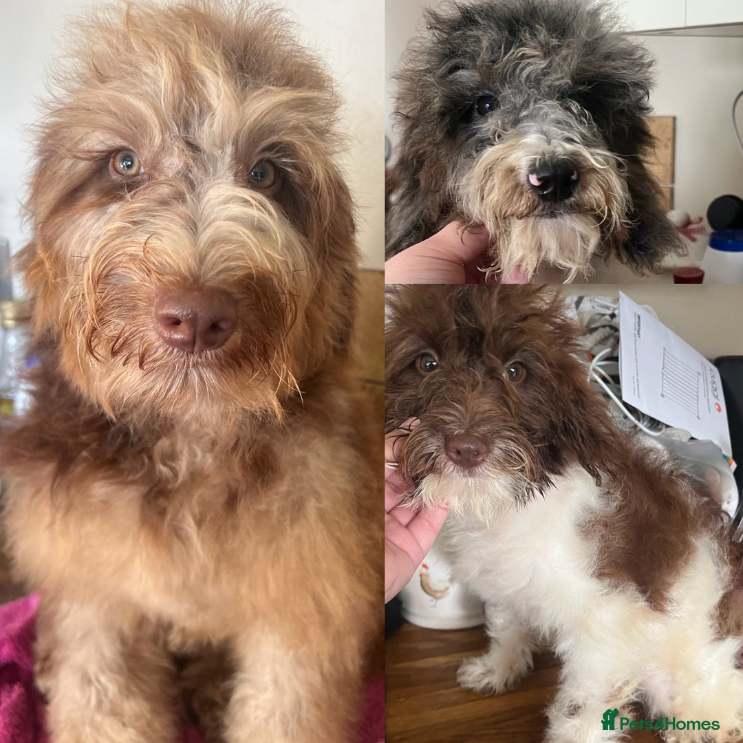 Cockapoo dogs for sale: Gorgeous F2b show type Cockapoo babies blue merles - Image 1