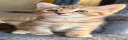 Bengal cats for sale: Beautiful kittens 🐈‍⬛  - Advert 23