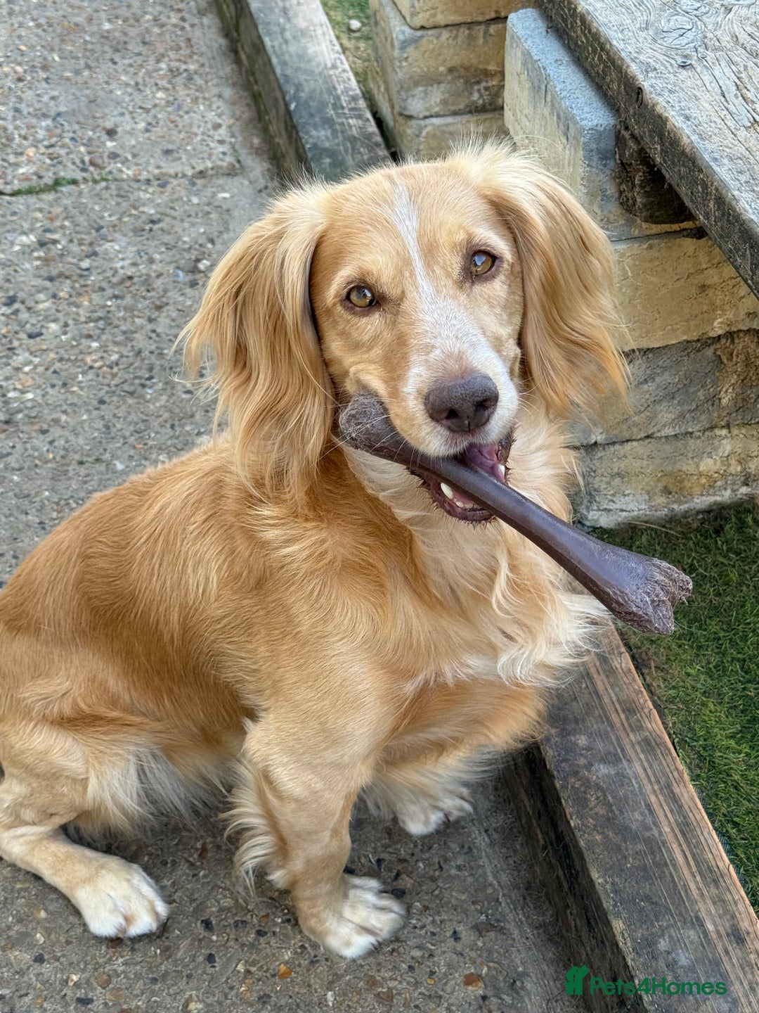 Cocker Spaniel dogs for sale: Working Cocker Spaniels  - Image 3