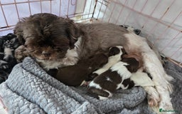 Shih Tzu dogs for sale: Stunning shih tzu puppies  - Image 7