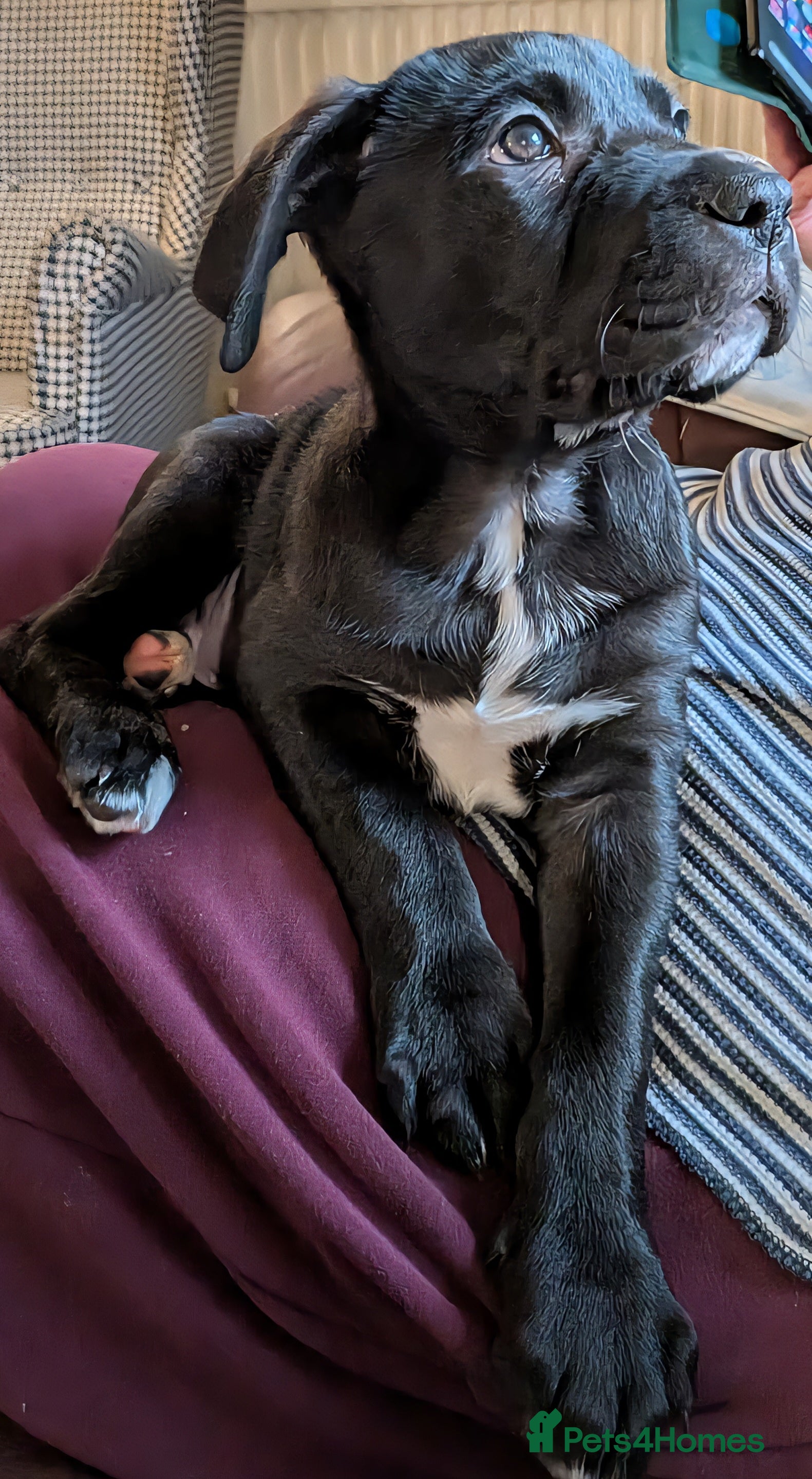 Mixed Breed dogs ##ONLY 2 LEFT## Cane Corso X Newfoundland/Lab Pups - Advert 2