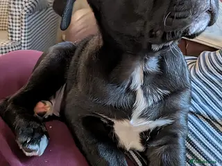 Mixed Breed dogs ##ONLY 2 LEFT## Cane Corso X Newfoundland/Lab Pups - Advert 6