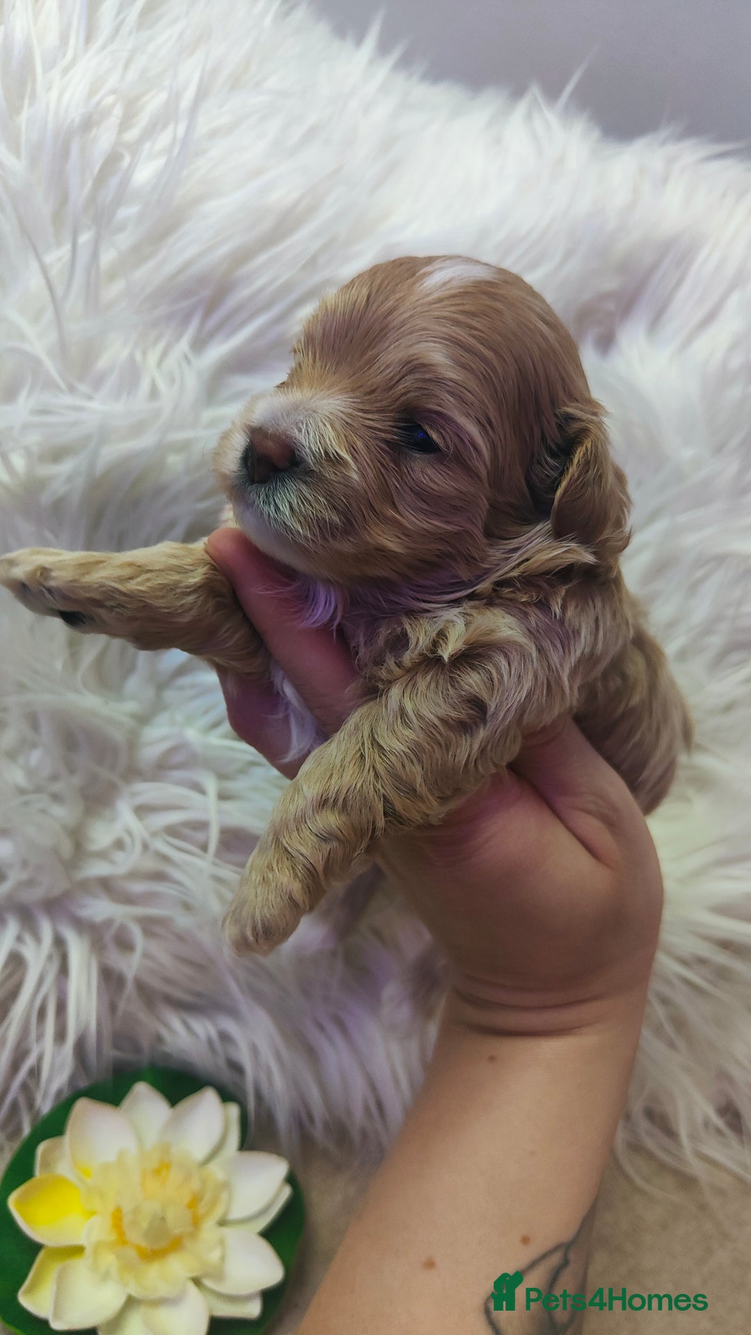 Maltipoo dogs for sale: F1 Tiny Maltipoo Puppies  - Advert 15