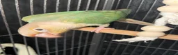 Conures birds for sale: Turquoise Pineapple Green-cheeked Conure for sale. - Advert 2