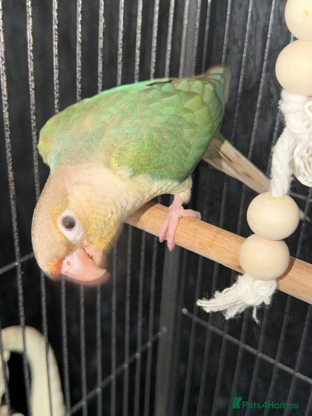 Conures birds for sale: Turquoise Pineapple Green-cheeked Conure for sale. - Advert 2