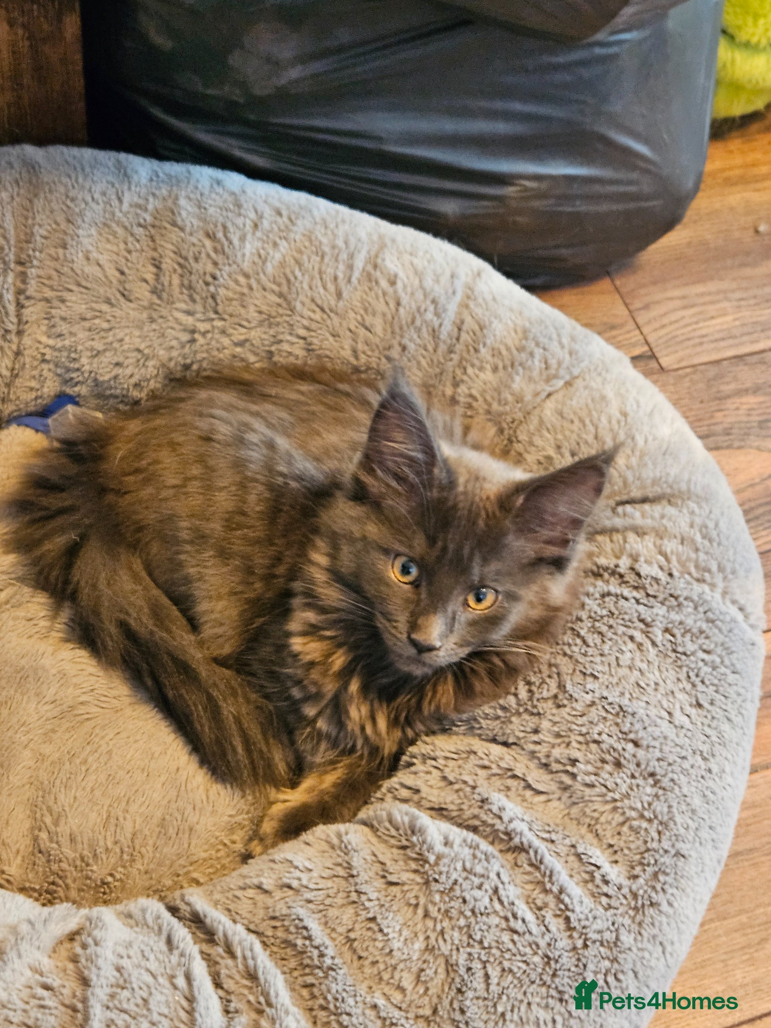 Maine Coon cats BLUE PEDIGREE GCCF MAINE COON KITTEN VERY HEALTHY  - Advert 4
