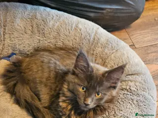 Maine Coon cats BLUE PEDIGREE GCCF MAINE COON KITTEN VERY HEALTHY - Advert 4