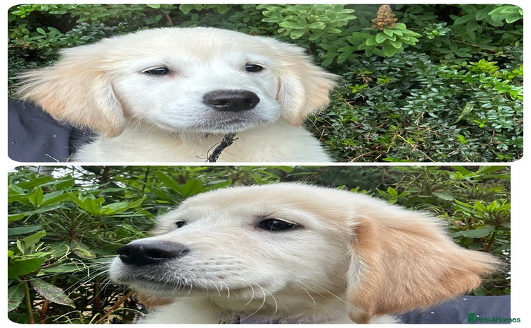 Golden Retriever dogs - Advert 1