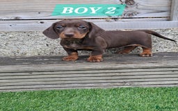 Miniature Dachshund dogs for sale: Miniature dachshund kc reg  - Image 6
