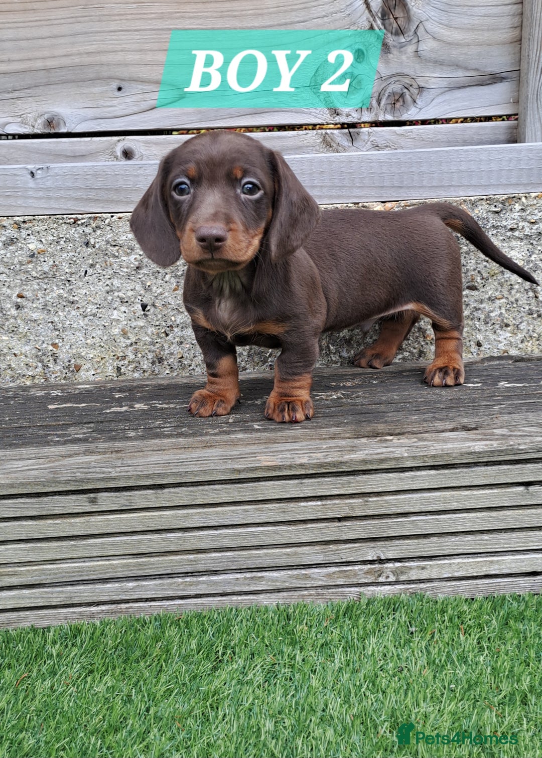 Miniature Dachshund dogs for sale: Miniature dachshund kc reg  - Image 6