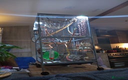 Sugar Glider rodents for sale: 3 sugar gliders and full set up - Advert 15