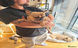 French Bulldog dogs for sale: French bulldog girl Riri - Image 5