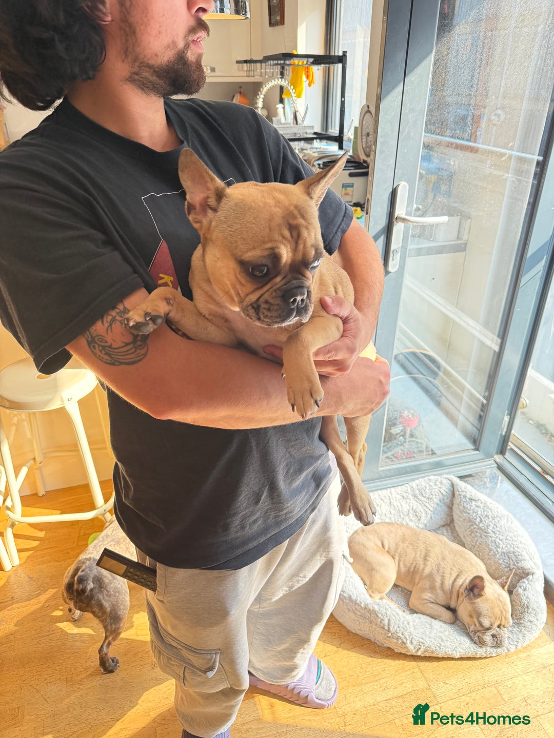 French Bulldog dogs for sale: French bulldog girl Riri - Image 5