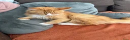Maine Coon cats for adoption: Beautiful 5-Year-Old Maine Coon Looking for Home  in Nottingham - Advert 9