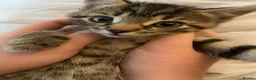 Bengal cats for sale: Bengal x kittens - Advert 11