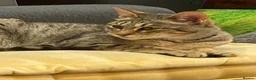 Savannah cats for sale: FULL PEDIGREE SAVANNAH girl KITTEN F5 SBT - Advert 3