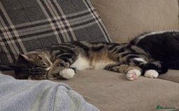 Domestic Shorthair cats for sale: Year old snuggle monster - Advert 4