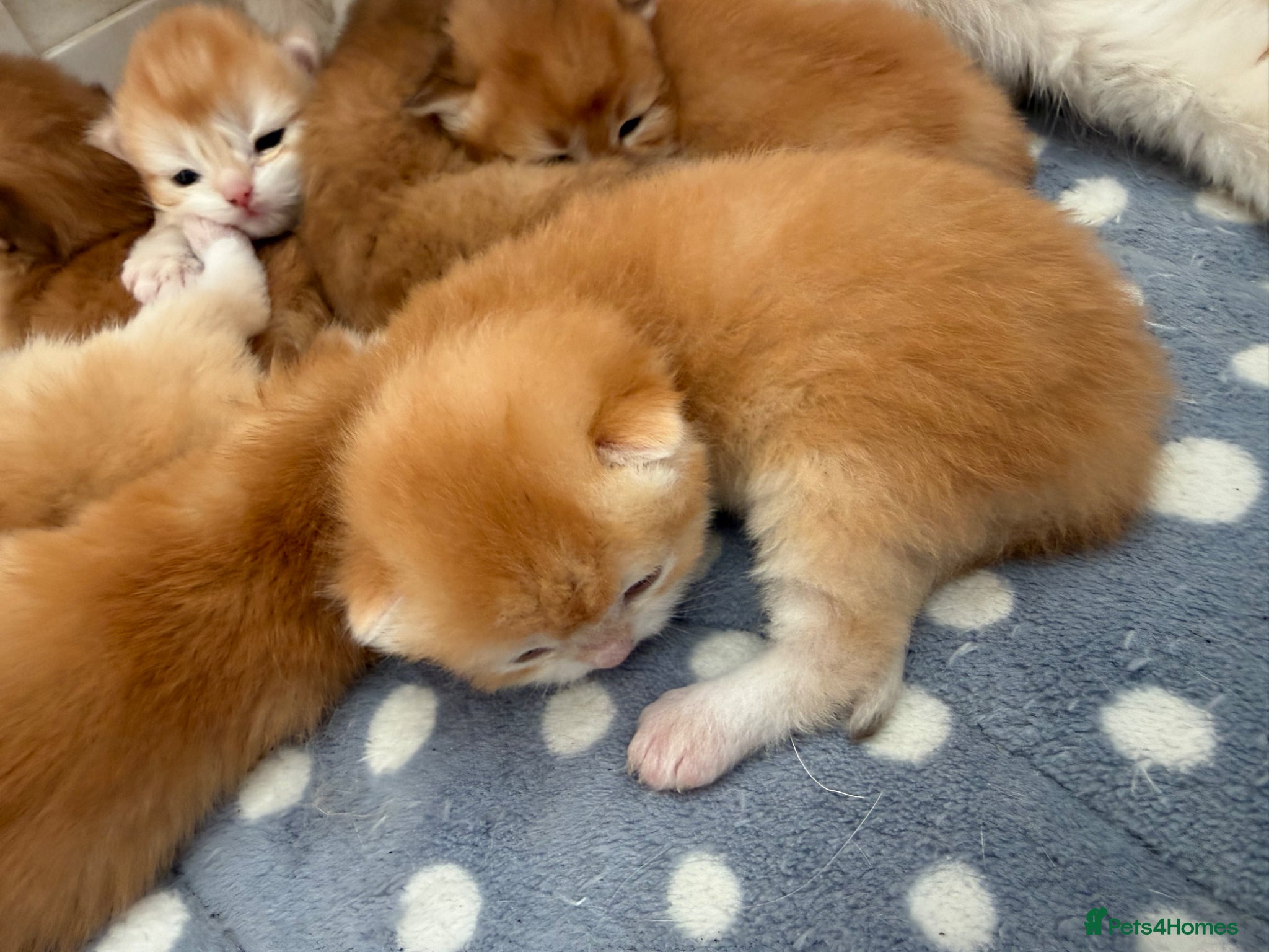 British Shorthair cats GCCF reg Chocolate and Black Golden Kittens - Advert 2