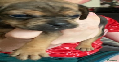 Mixed Breed dogs - Advert 1