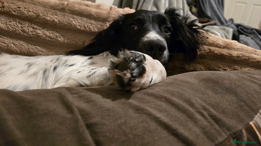 English Springer Spaniel dogs for sale: Sad sad sale - Advert 3