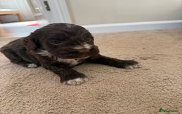 Cockapoo dogs for sale: 8 beautiful cockapoo puppies  - Image 3